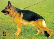 public/dog_images/706/1721519702.Hobby vom Gletschertopf.jpg